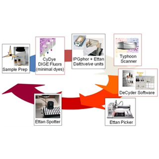 DIGE一雙向熒光差異凝膠電泳(Two-dimensional fluorescence difference gel electrophoresis ,2D-DIGE),是在傳統(tǒng)雙向電泳的基礎上發(fā)展而來的新型蛋白質組學定量技術