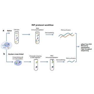 RNA結合蛋白免疫沉淀(RIP)實驗代做